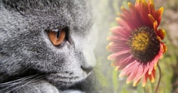 Cat & Flower - Photoshop montage